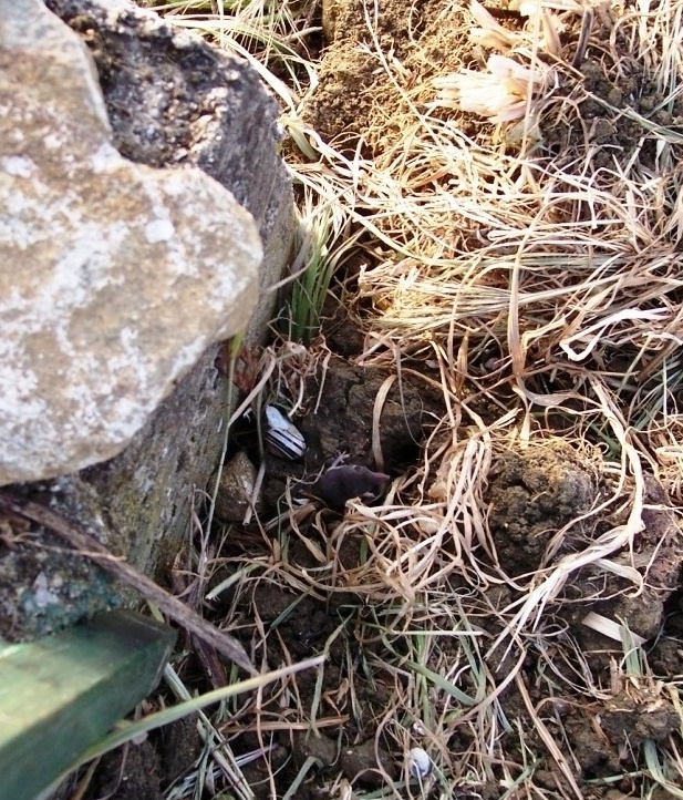 Mustiolo?  No, Crocidura sicula, molto giovane